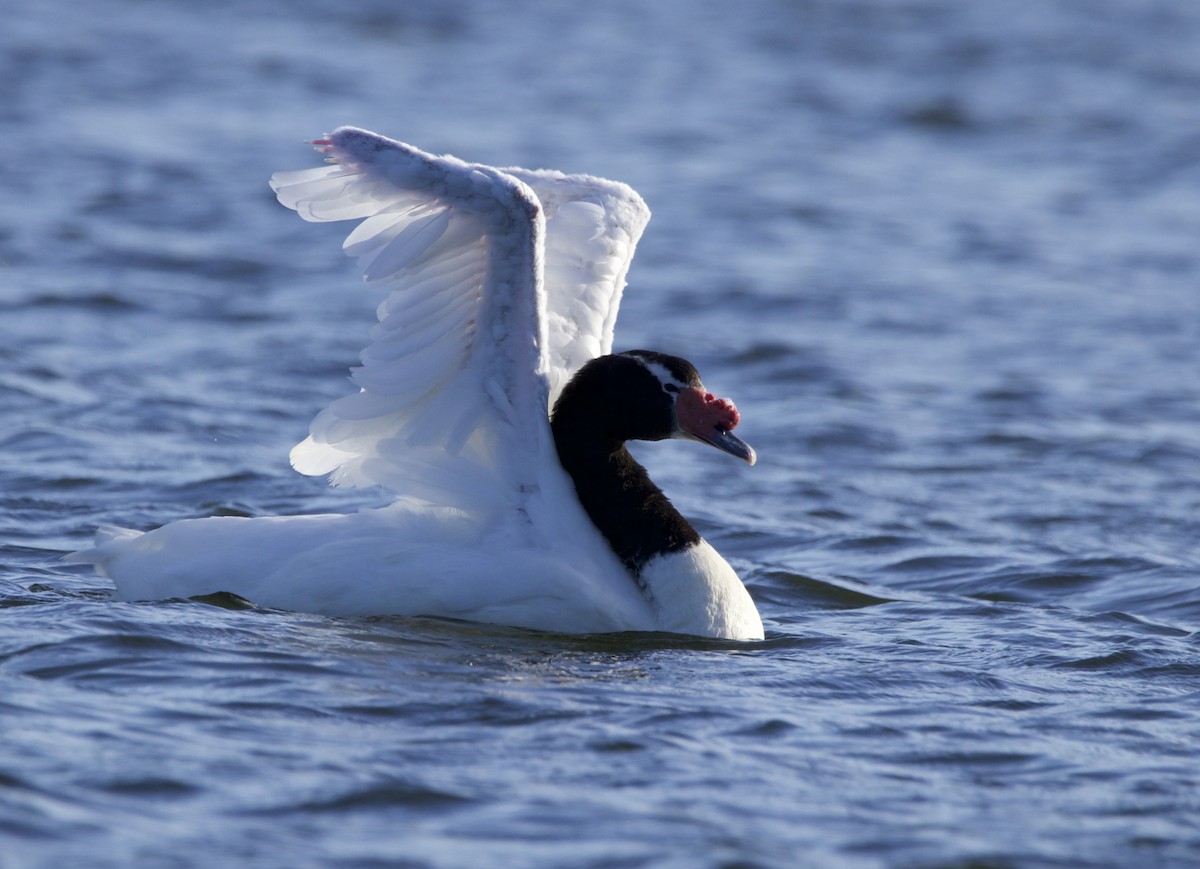 Black-necked Swan - ML563703591