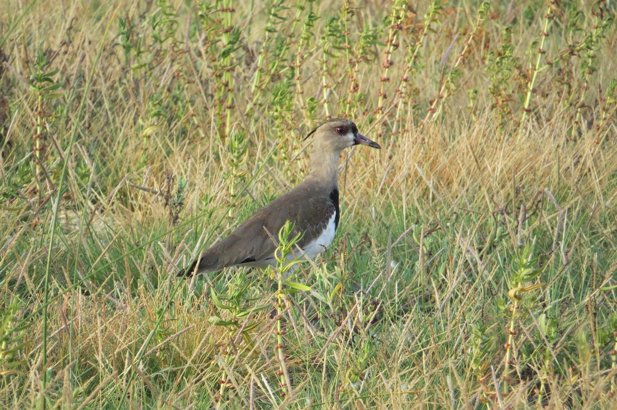 Southern Lapwing - robert wellens