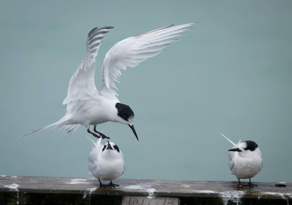 White-fronted Tern - ML563714181