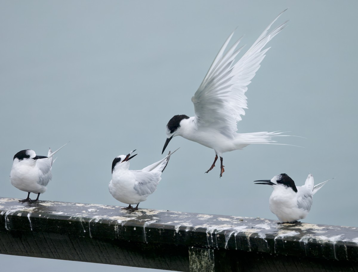 White-fronted Tern - ML563714191