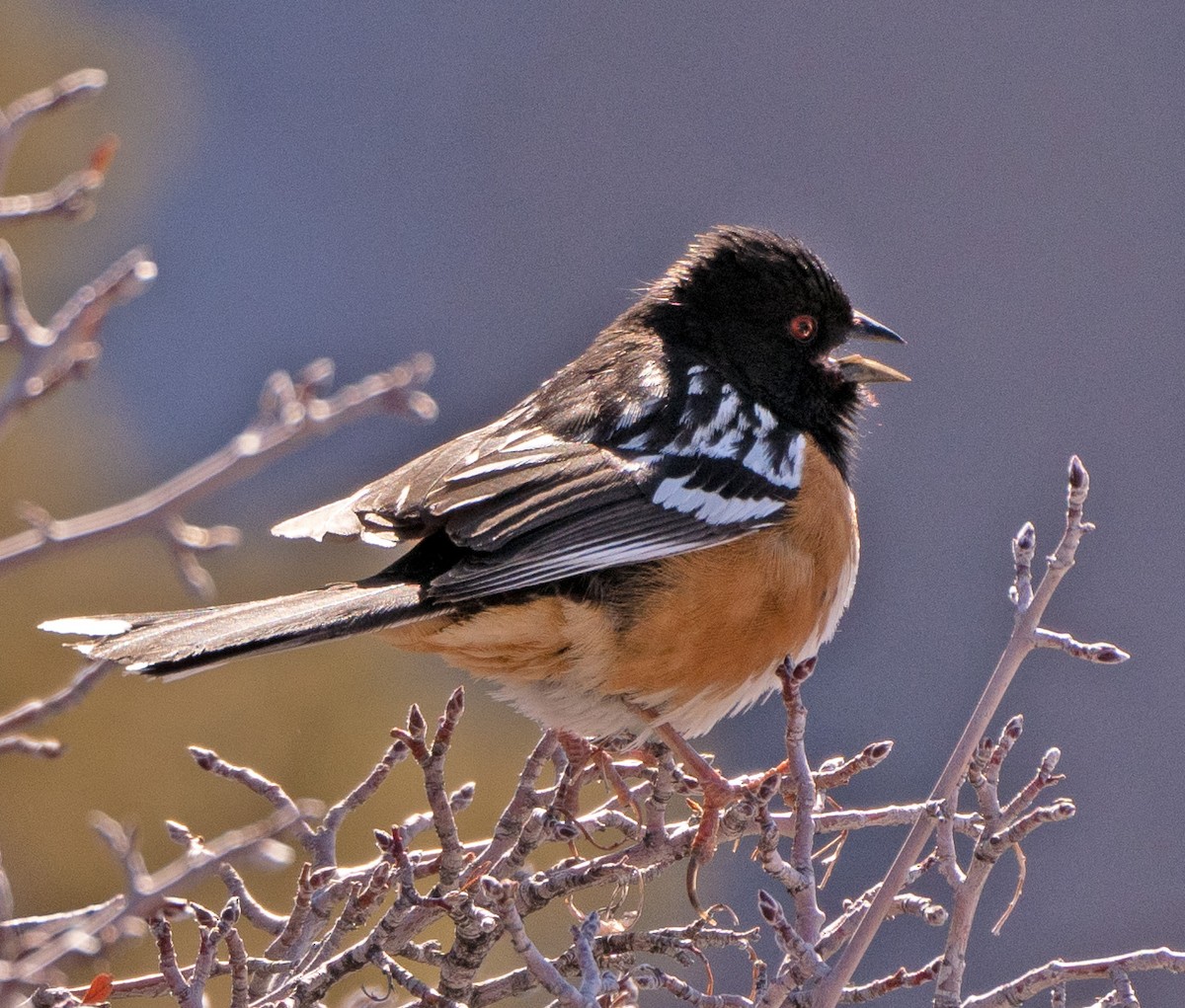 Spotted Towhee - ML563715361