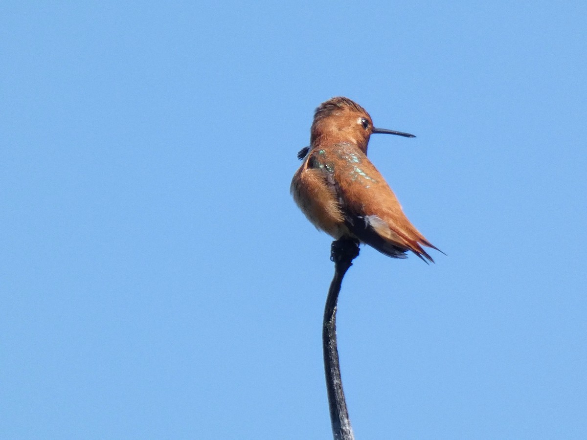 Rufous Hummingbird - ML563717351