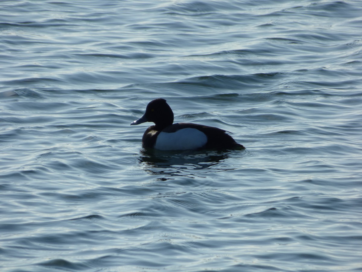 Tufted Duck x scaup sp. (hybrid) - Luke Kwong