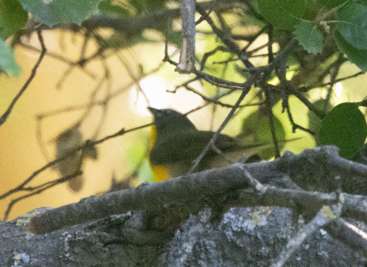 Yellow-breasted Chat - ML563718351