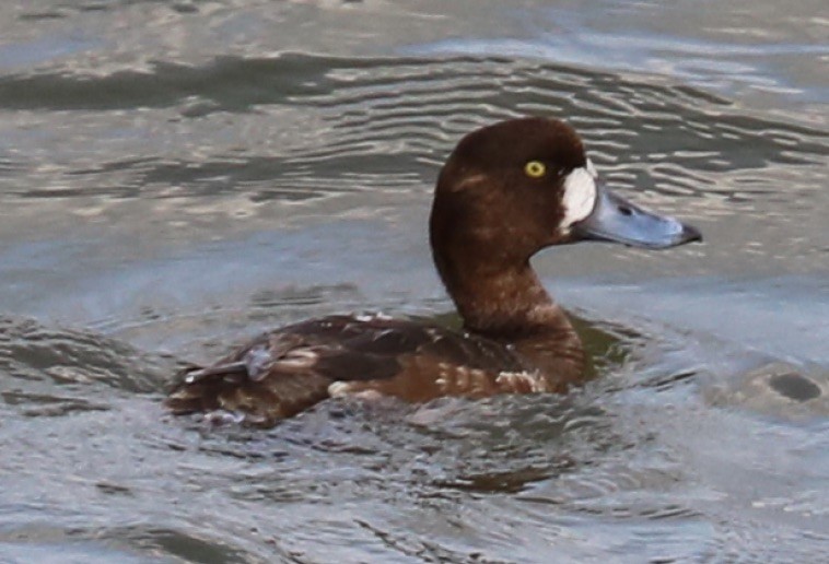 Greater Scaup - James Wheat