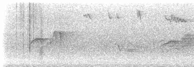Светлобрюхий фиби - ML563721441