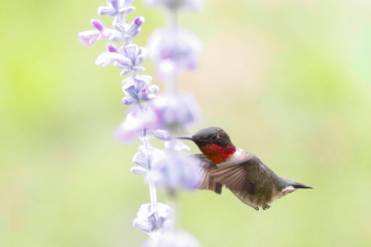 Ruby-throated Hummingbird - ML563726681