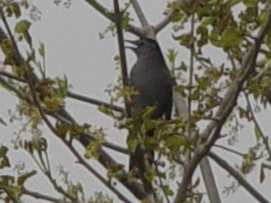 Gray Catbird - ML563727191
