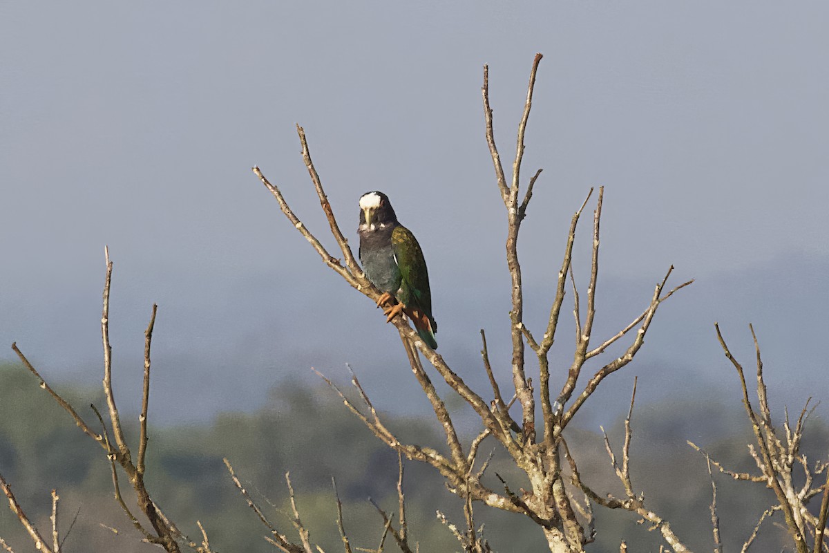 White-crowned Parrot - ML563727901