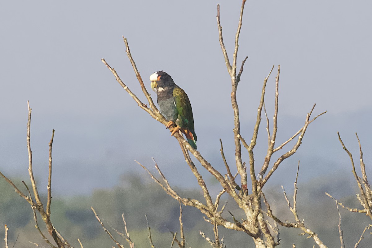 White-crowned Parrot - ML563727911