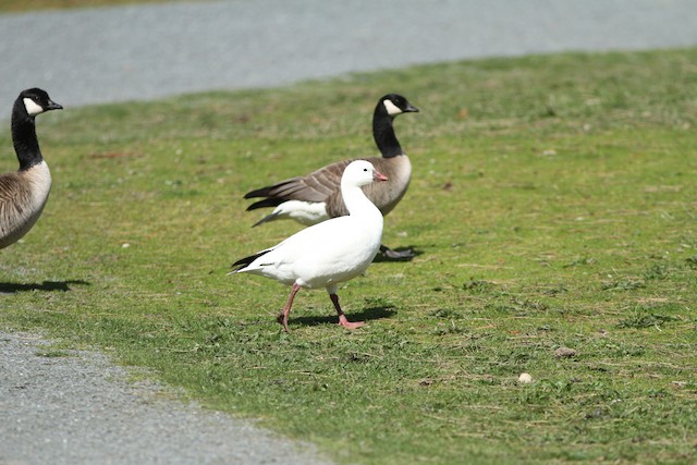 Ross's Goose at Sardis Park by Jamie G