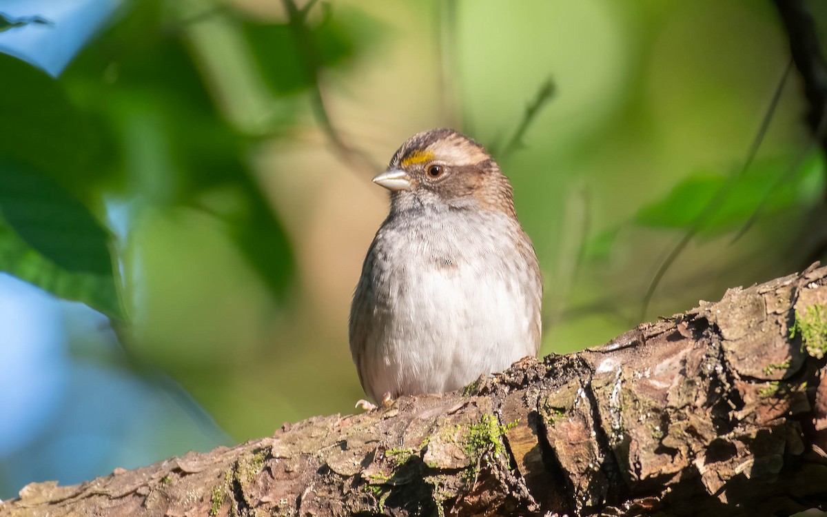 White-throated Sparrow - ML563739931