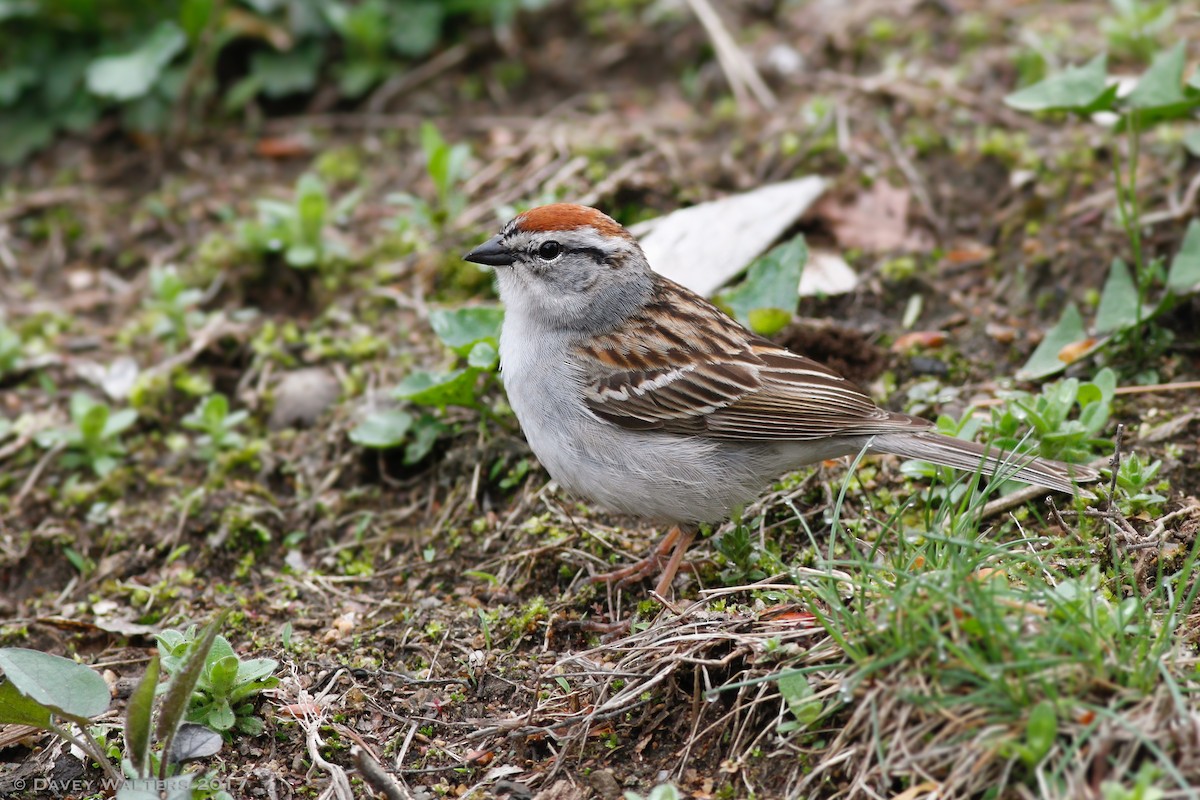 Chipping Sparrow - Davey Walters