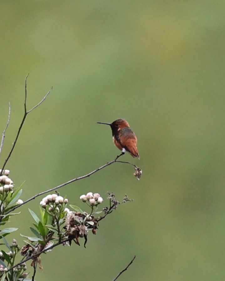 Rufous/Allen's Hummingbird - Gail DeLalla