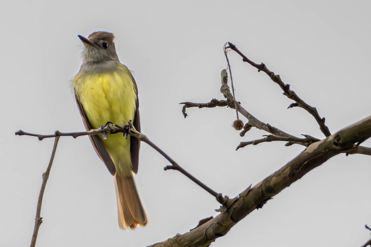 Great Crested Flycatcher - ML563743381