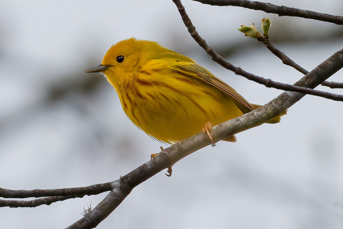 Yellow Warbler - Andy Wilson