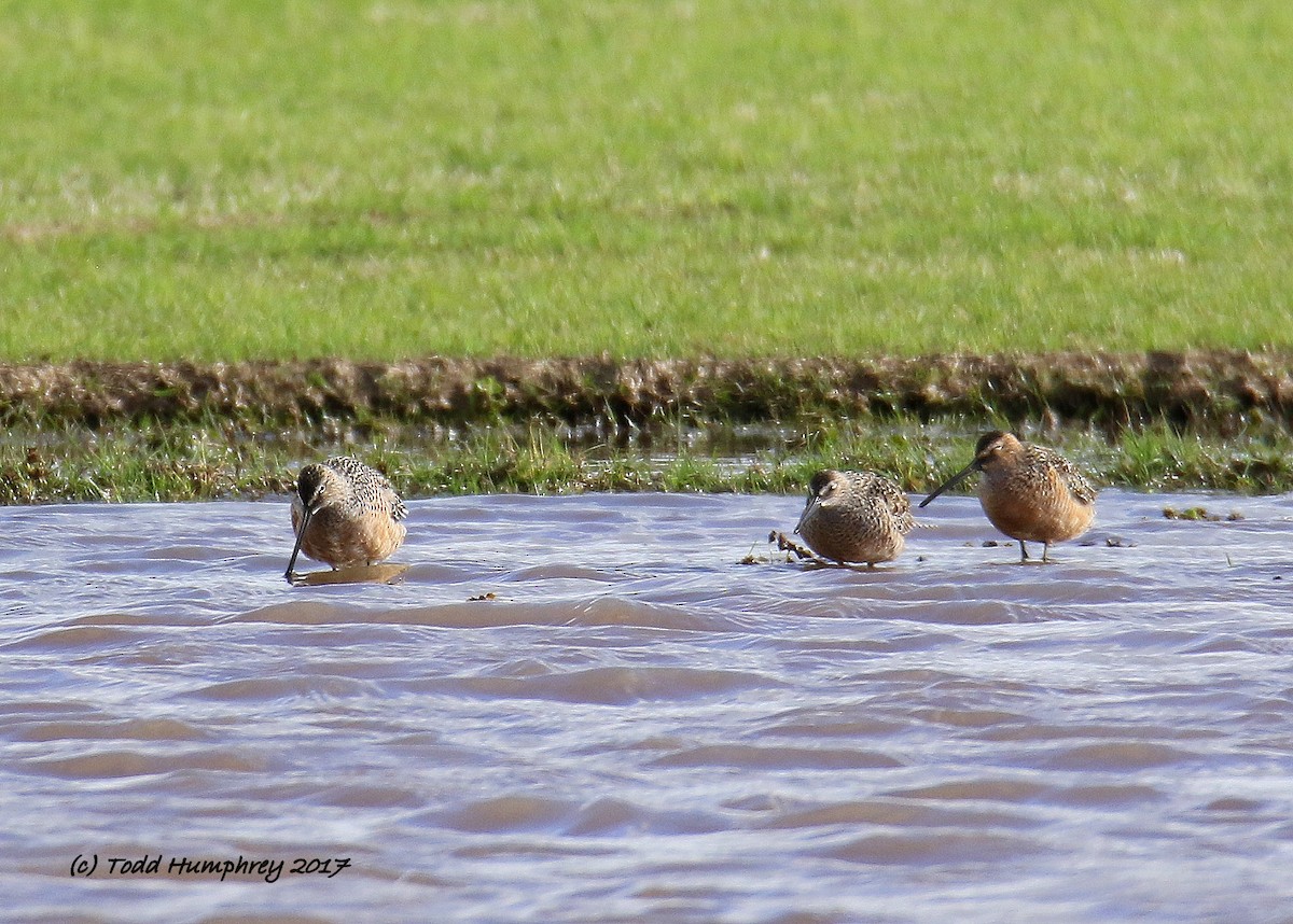 Long-billed Dowitcher - ML56375261