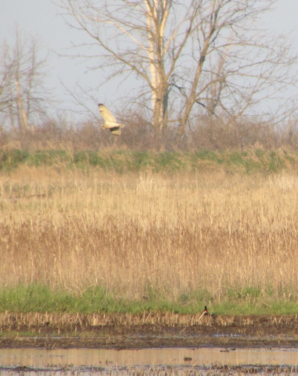 Mass Audubon eBird Checklist 27 Apr 2023 12011499 N Tower Beach Rd