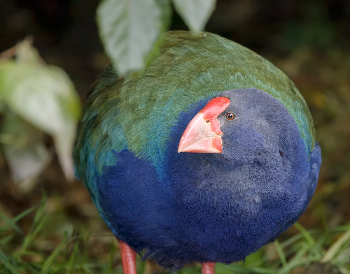 sørtakahe - ML563758431