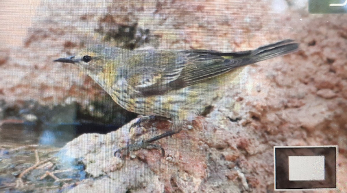 Cape May Warbler - ML563759131