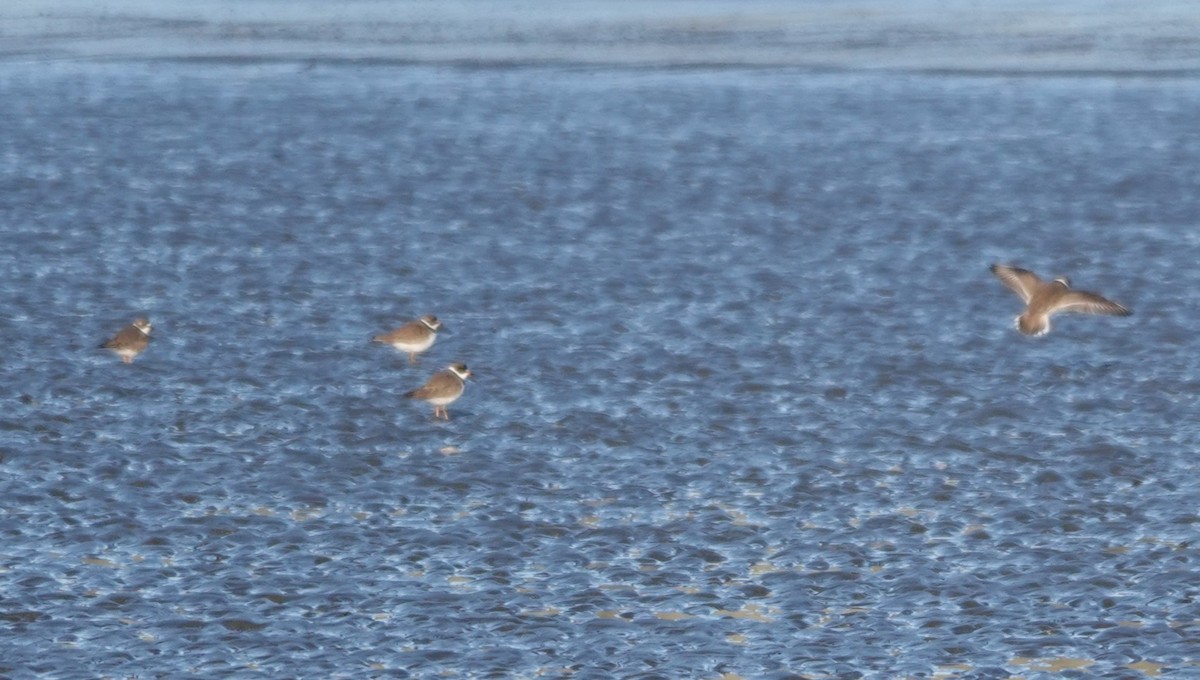 Semipalmated Plover - ML563759441