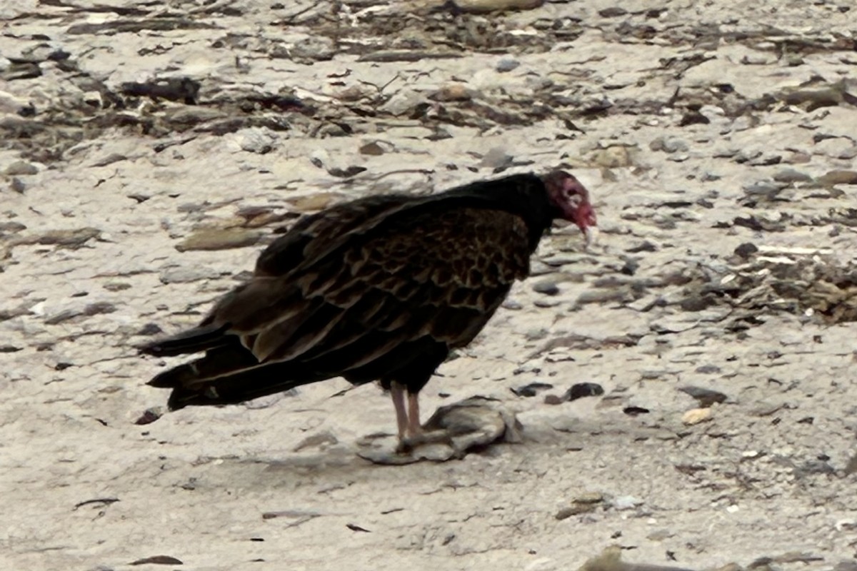 Turkey Vulture - Mary Bente