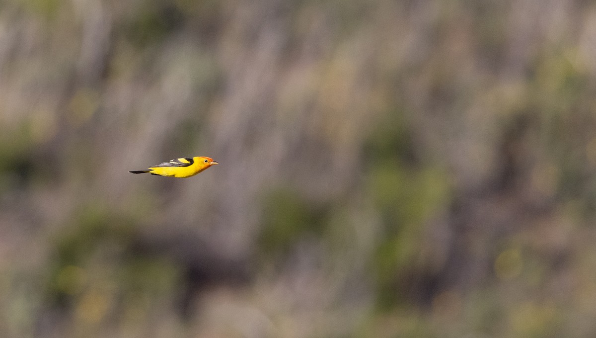 Western Tanager - ML563767141