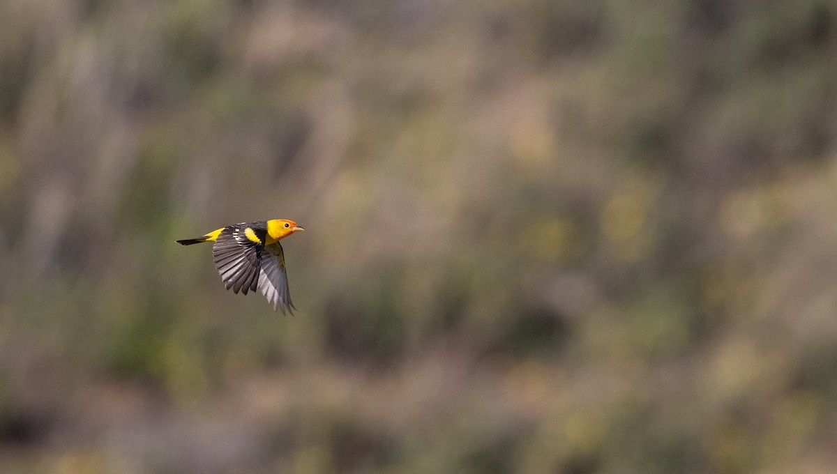 Western Tanager - ML563767161