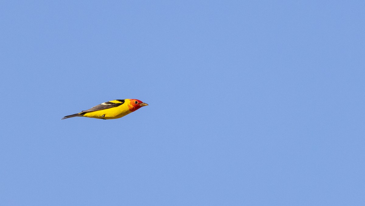 Western Tanager - ML563767201