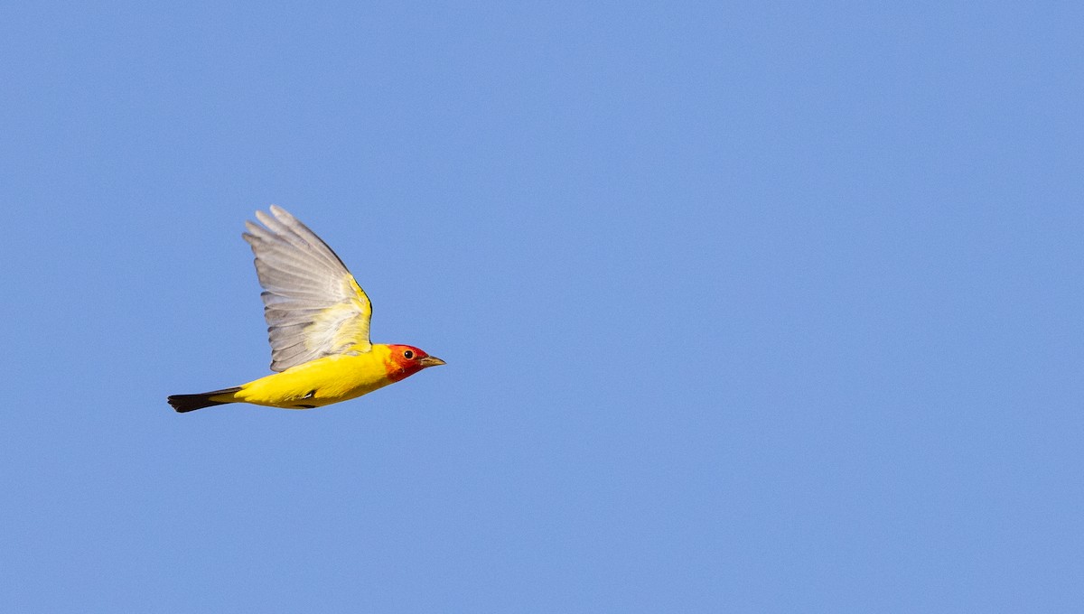 Western Tanager - ML563767211