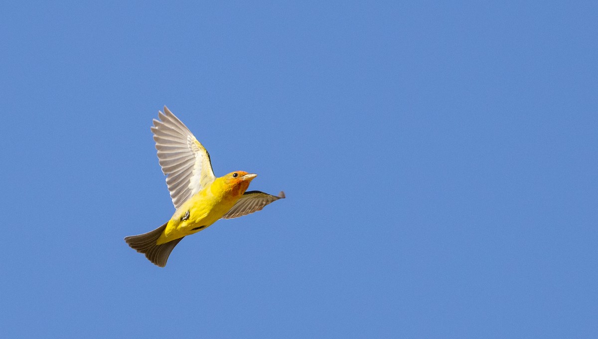 Western Tanager - ML563767221