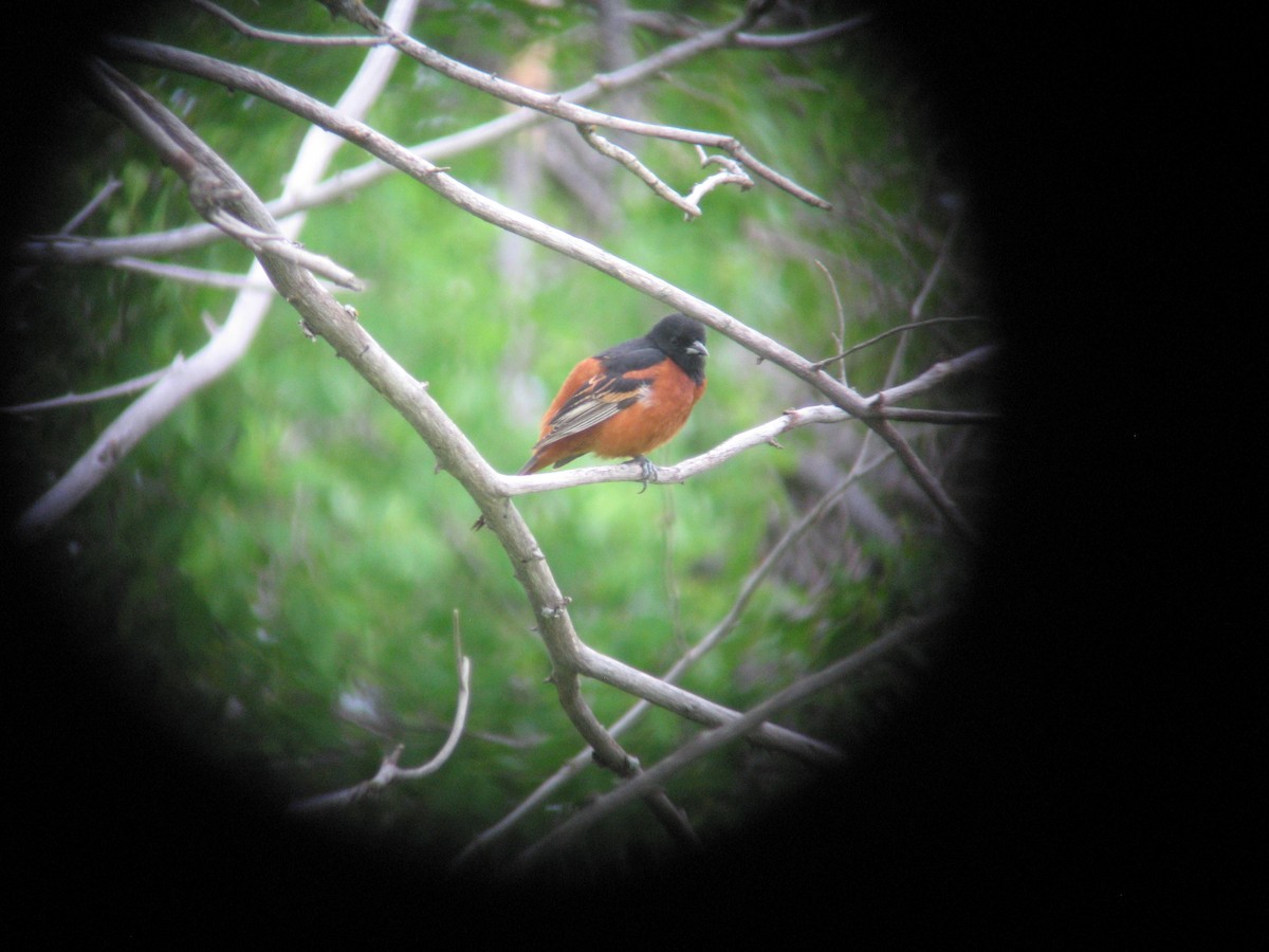 Orchard Oriole - ML56377091
