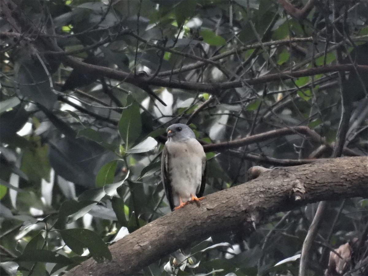 Chinese Sparrowhawk - ML563775581