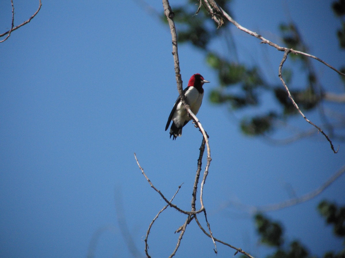Red-headed Woodpecker - ML56377621