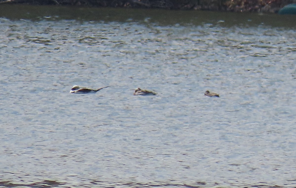 Long-tailed Duck - ML563778831