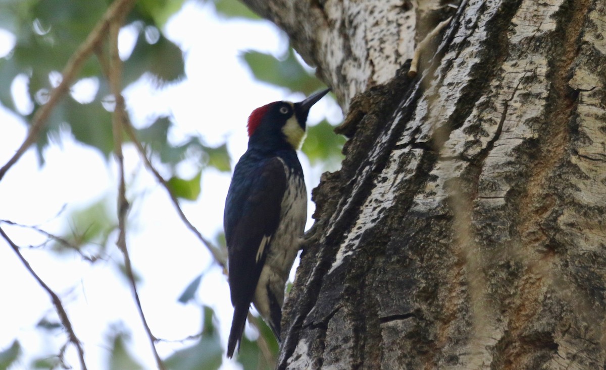Acorn Woodpecker - Mickey Dyke