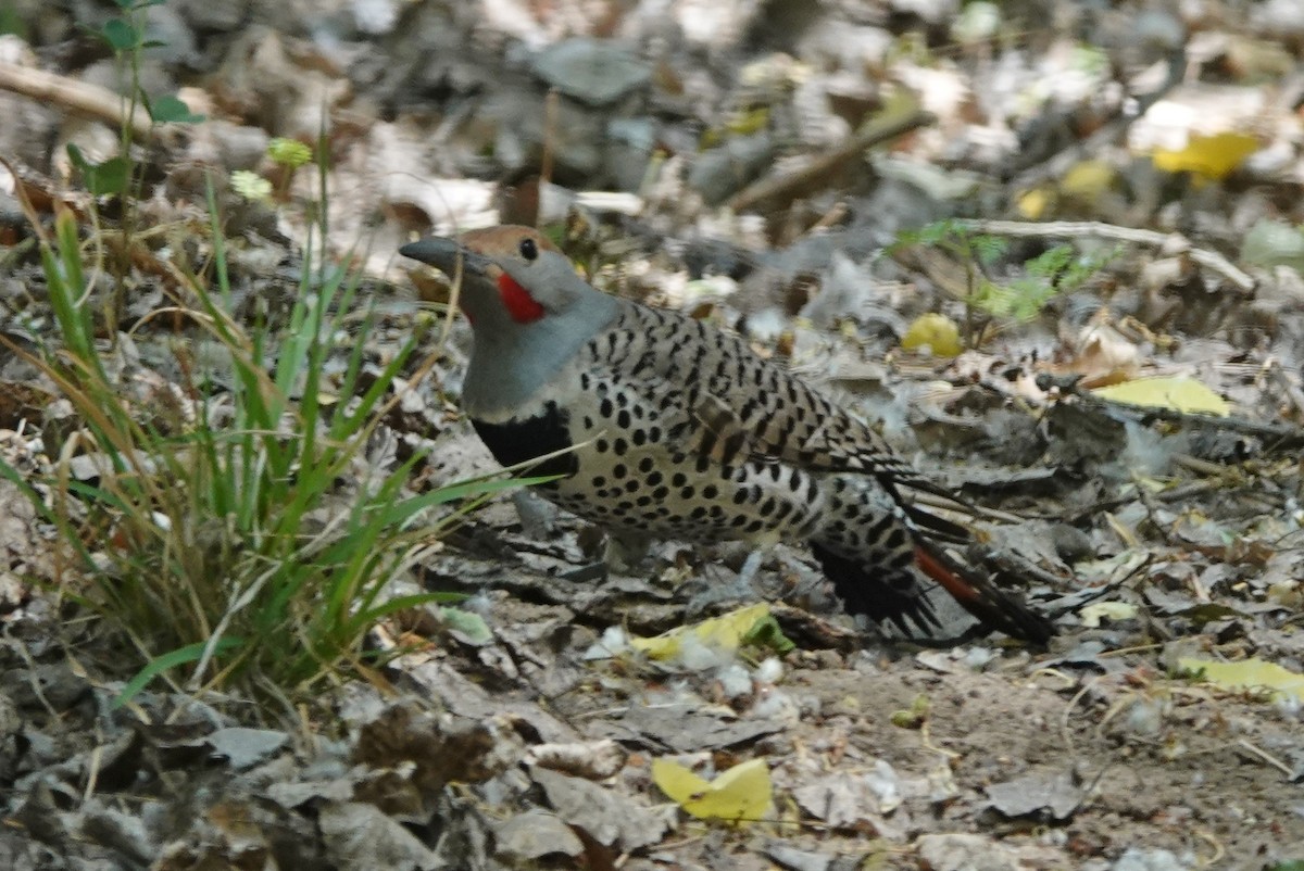 Northern Flicker (Red-shafted) - ML563784441