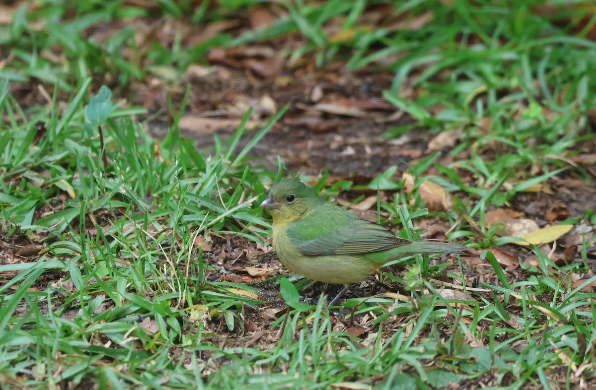 Painted Bunting - ML563786581