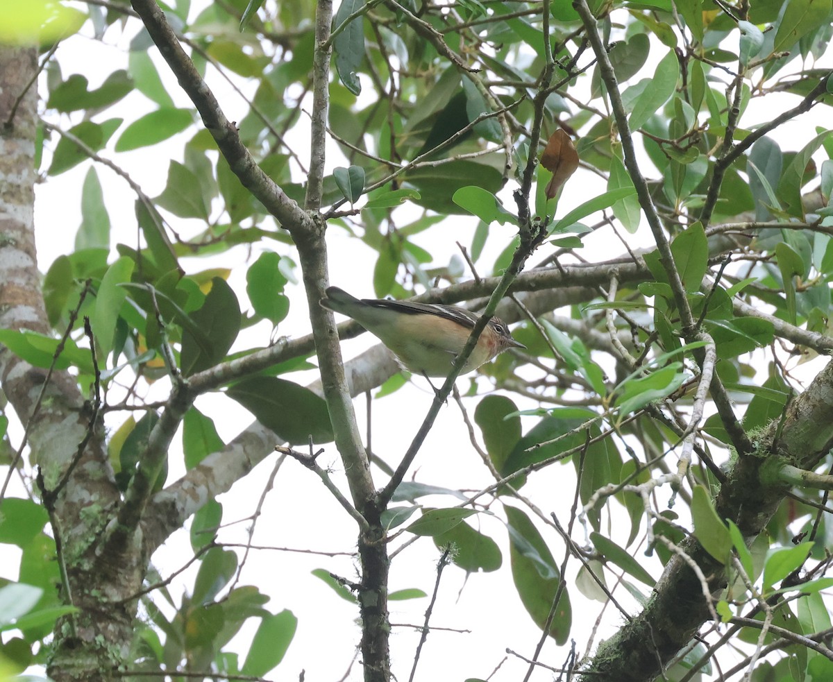 Bay-breasted Warbler - ML563788261