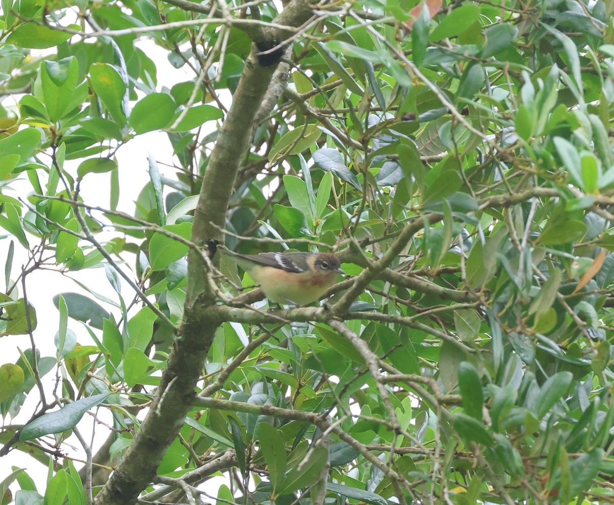 Bay-breasted Warbler - ML563788271
