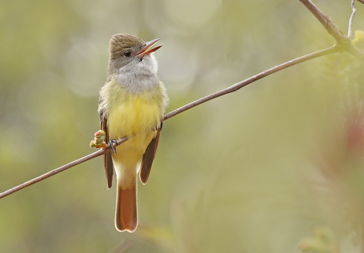 Great Crested Flycatcher - Ryan Schain