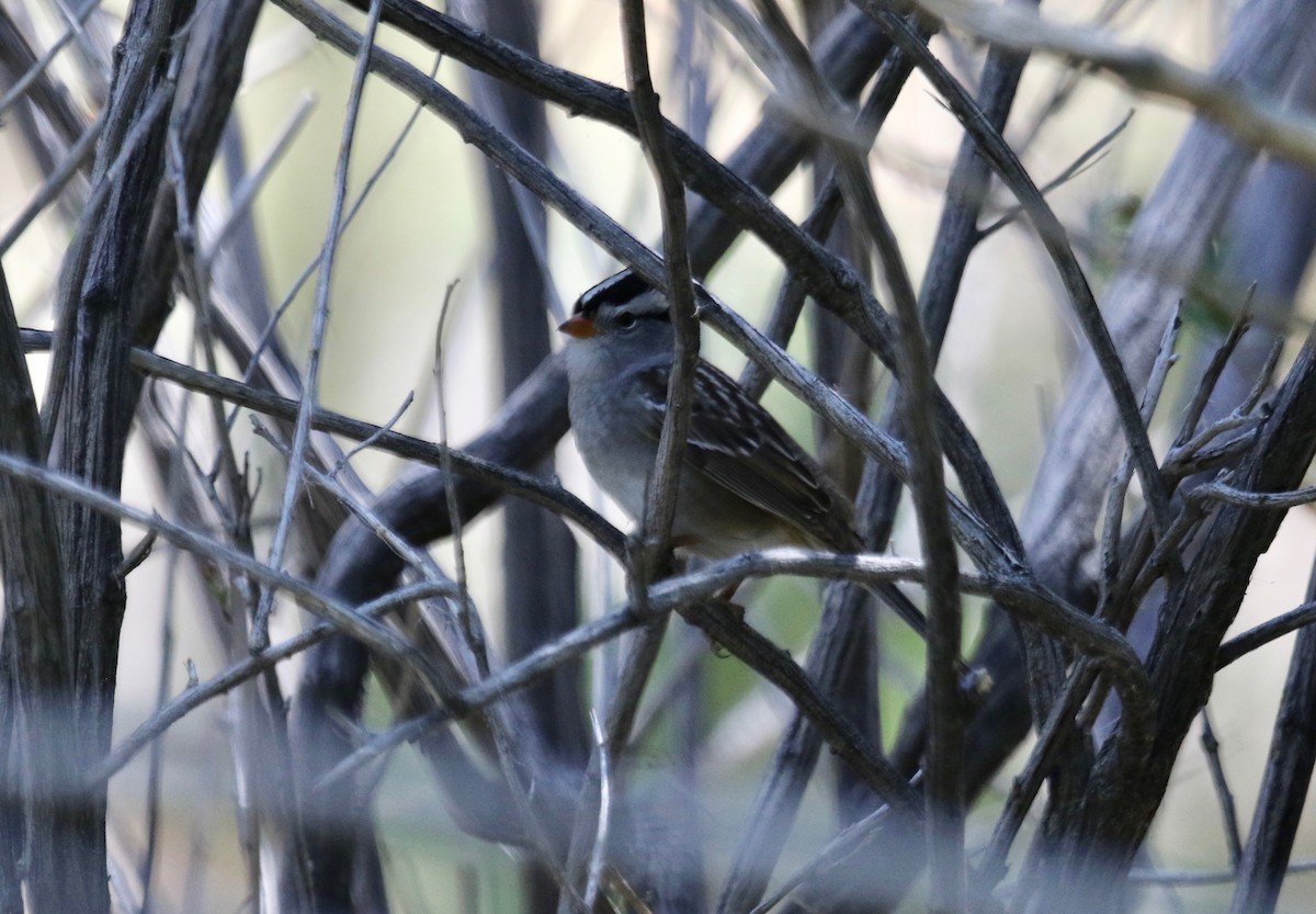 White-crowned Sparrow - Mickey Dyke