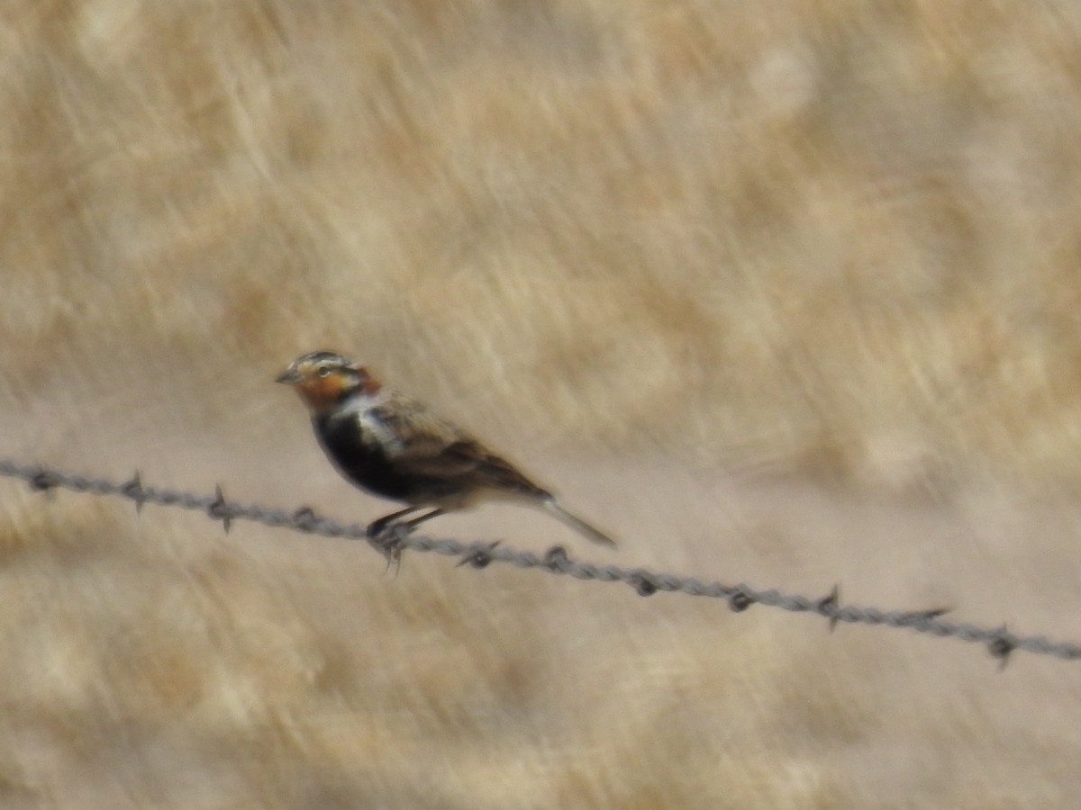 eBird Checklist 21 Apr 2023 Pawnee National Grassland, Grover USCO