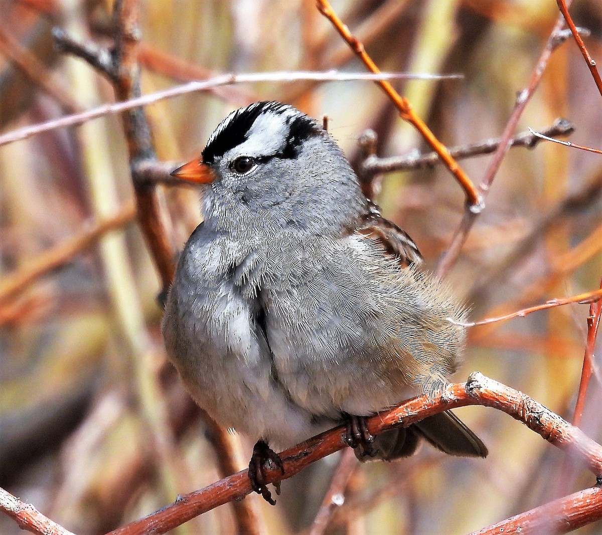 White-crowned Sparrow - ML563811851