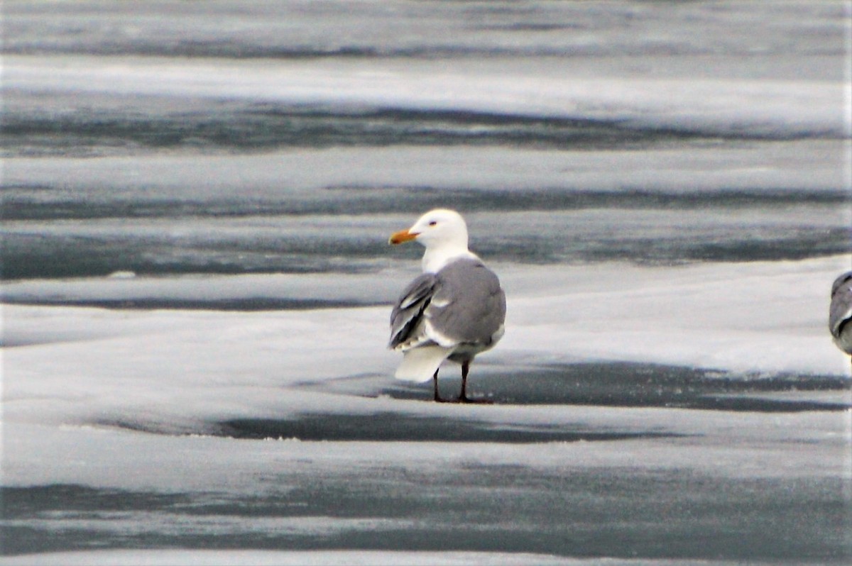 Glaucous-winged Gull - Robin Collman