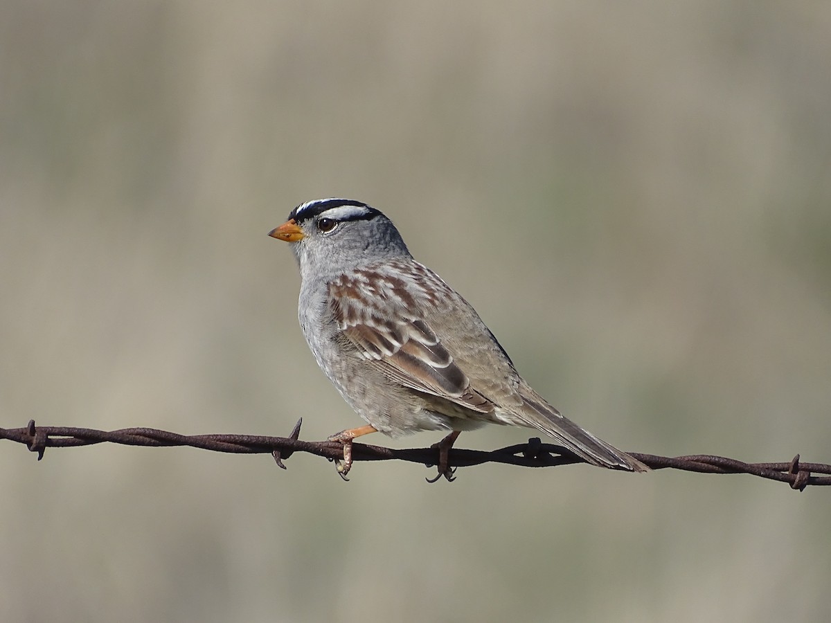 White-crowned Sparrow - ML563820981