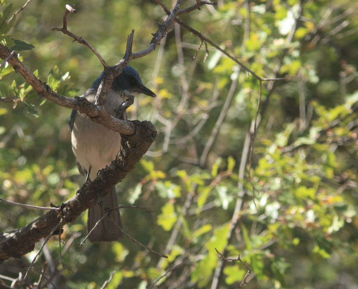 Mexican Jay - ML563822061