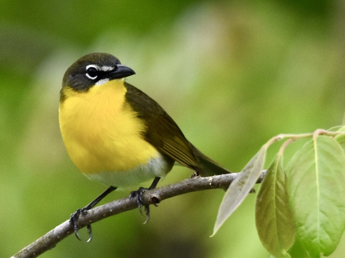 Yellow-breasted Chat - ML563826501