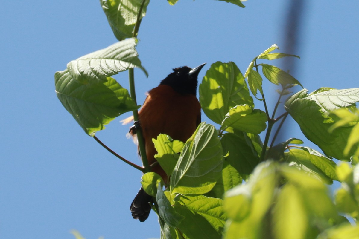 Orchard Oriole - ML563826971