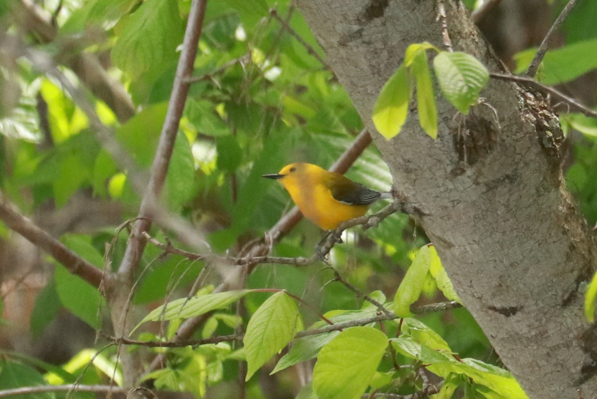 Prothonotary Warbler - ML563827151